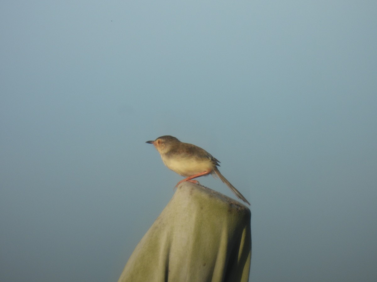 Plain Prinia - Chen Jia Hong