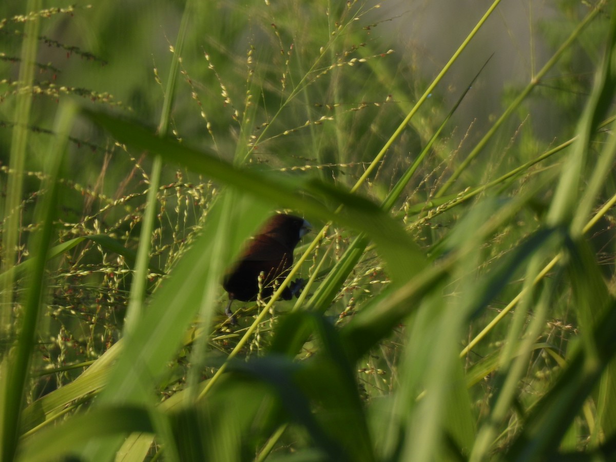 黑頭文鳥 - ML590255061