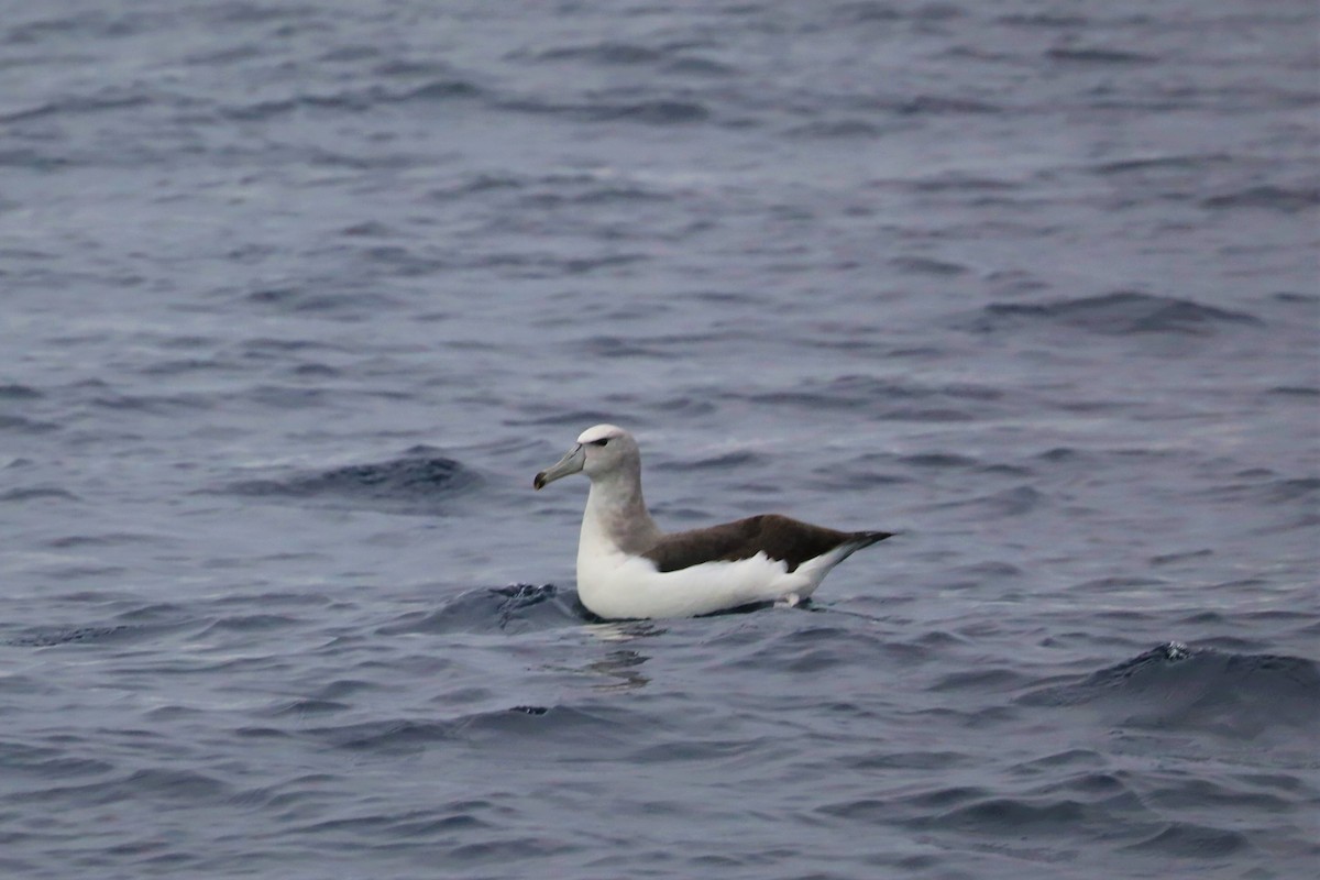 White-capped Albatross (cauta) - Steven Edwards