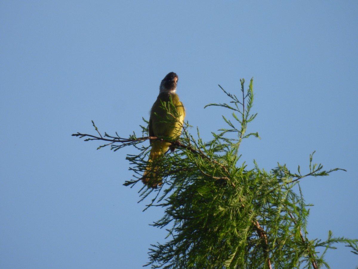 Collared Finchbill - Chen Jia Hong