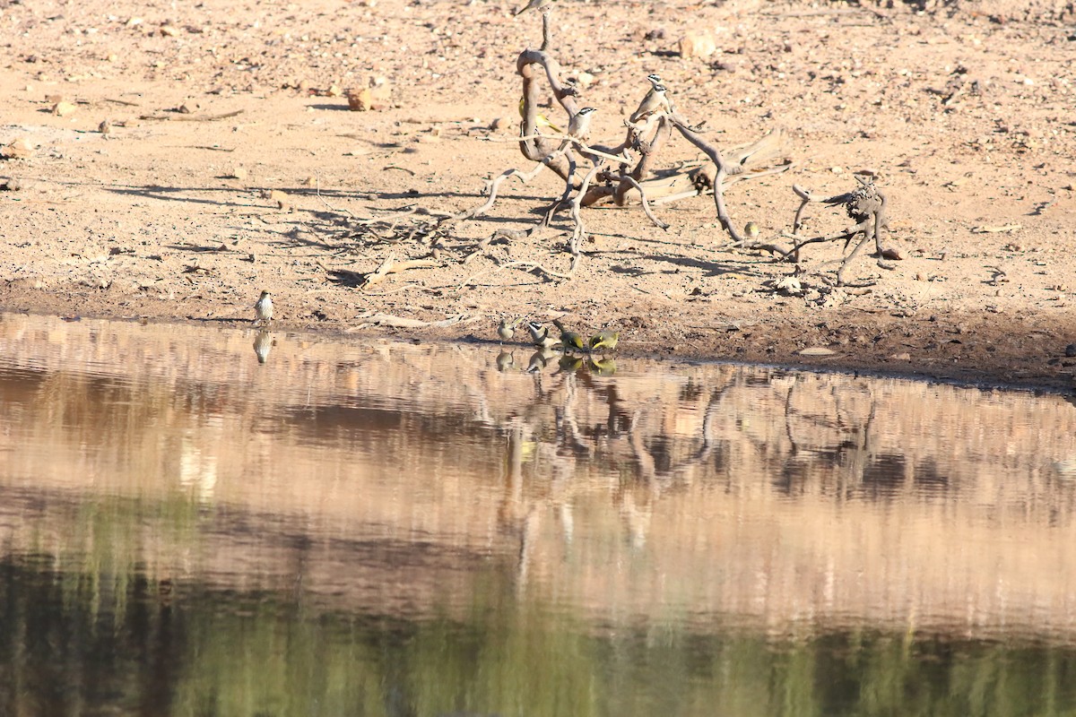 Black-chinned Honeyeater (Black-chinned) - ML590255461