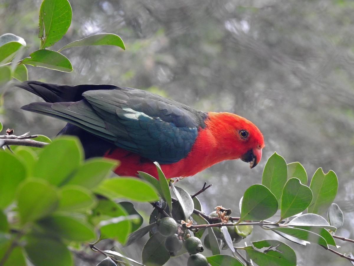 Australian King-Parrot - Ludovico De Vega del Val