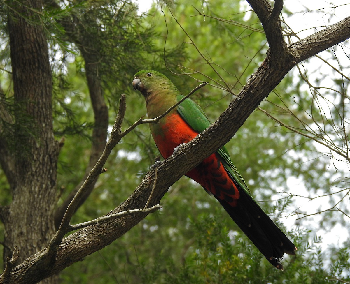 Avustralya Kral Papağanı - ML590256041