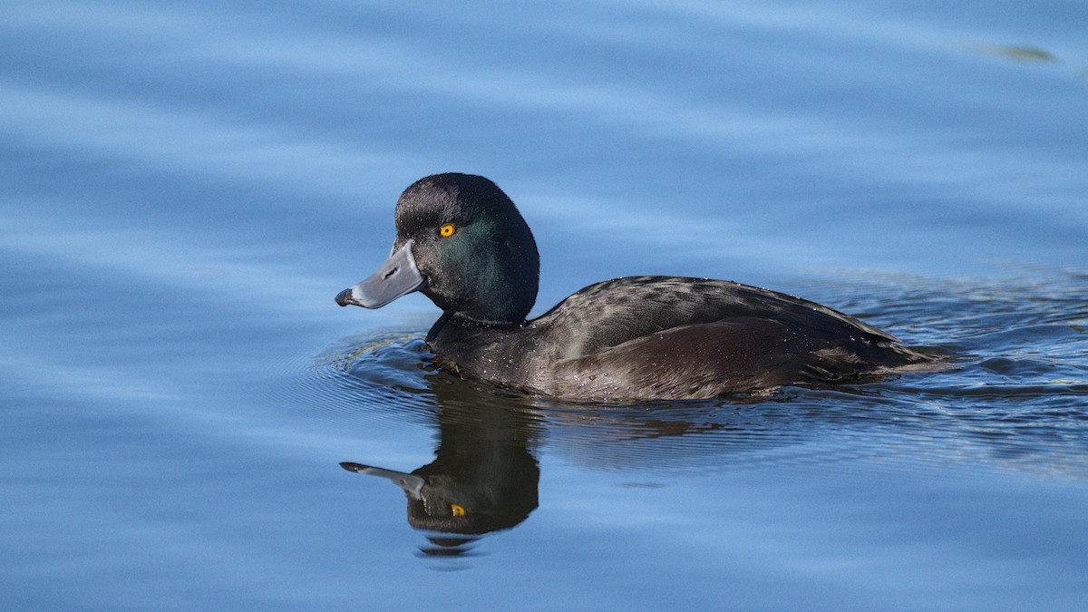 New Zealand Scaup - ML590258211