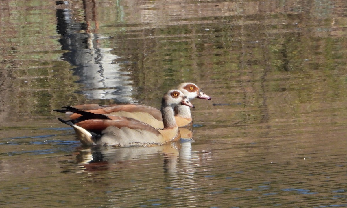 Egyptian Goose - ML590258501