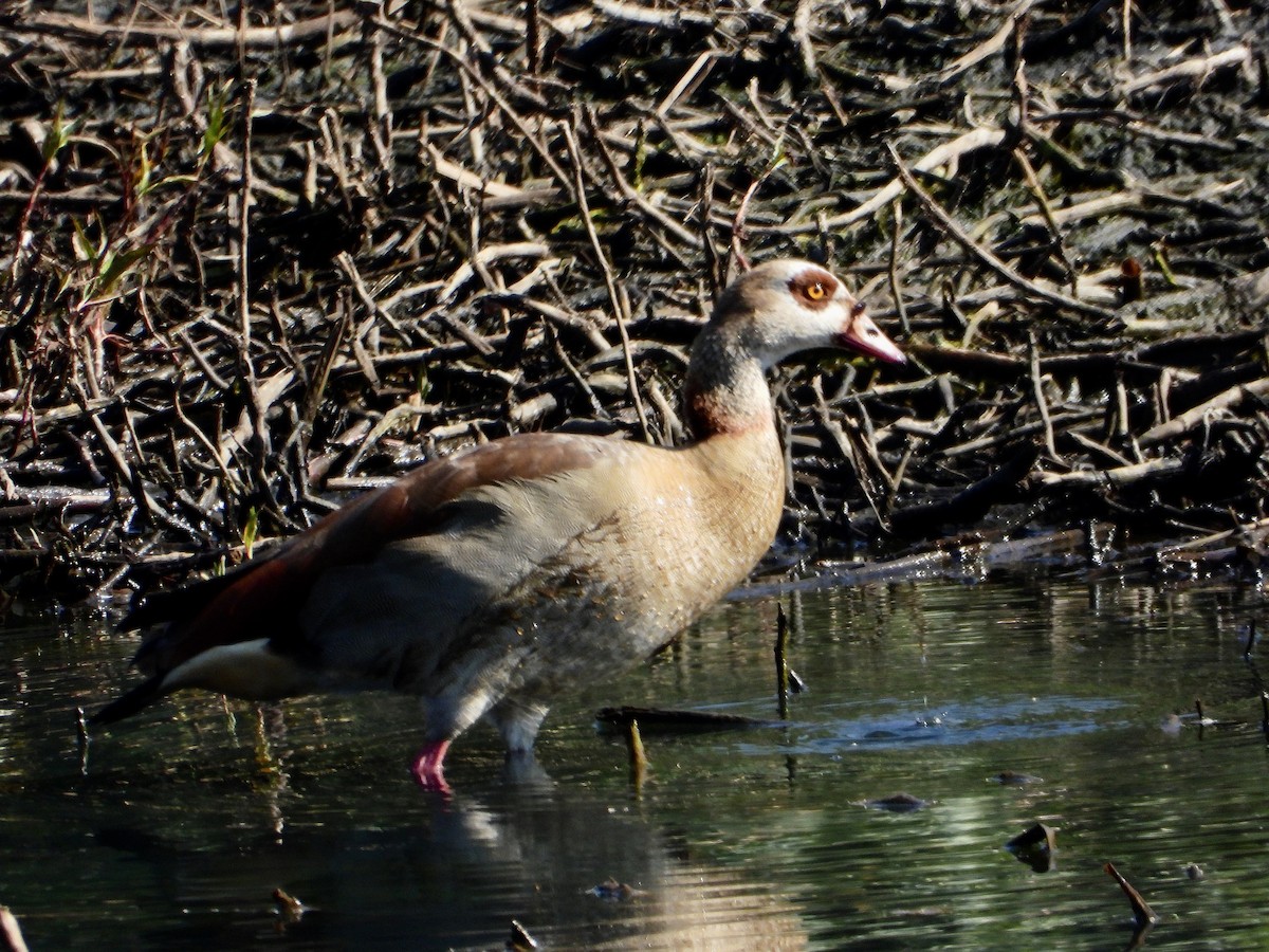 Nilgans - ML590258541