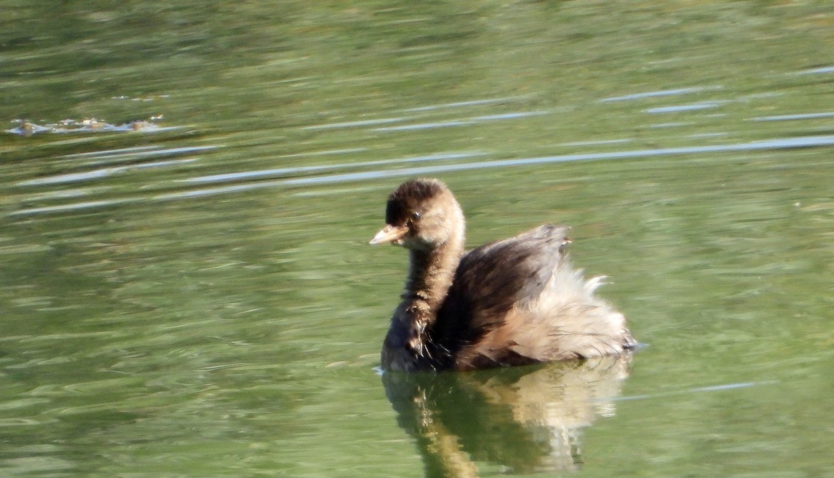 Little Grebe - Gary Brent