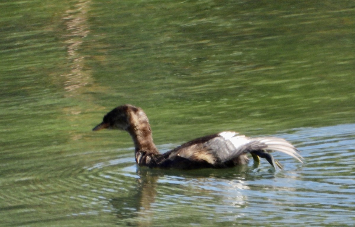 Little Grebe - ML590258581