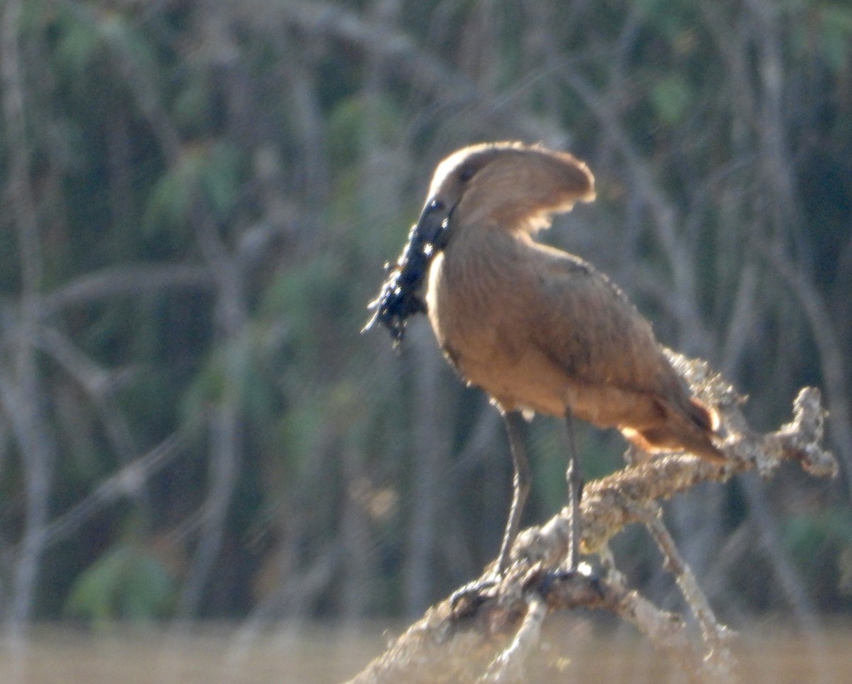 Hamerkop - ML590258721