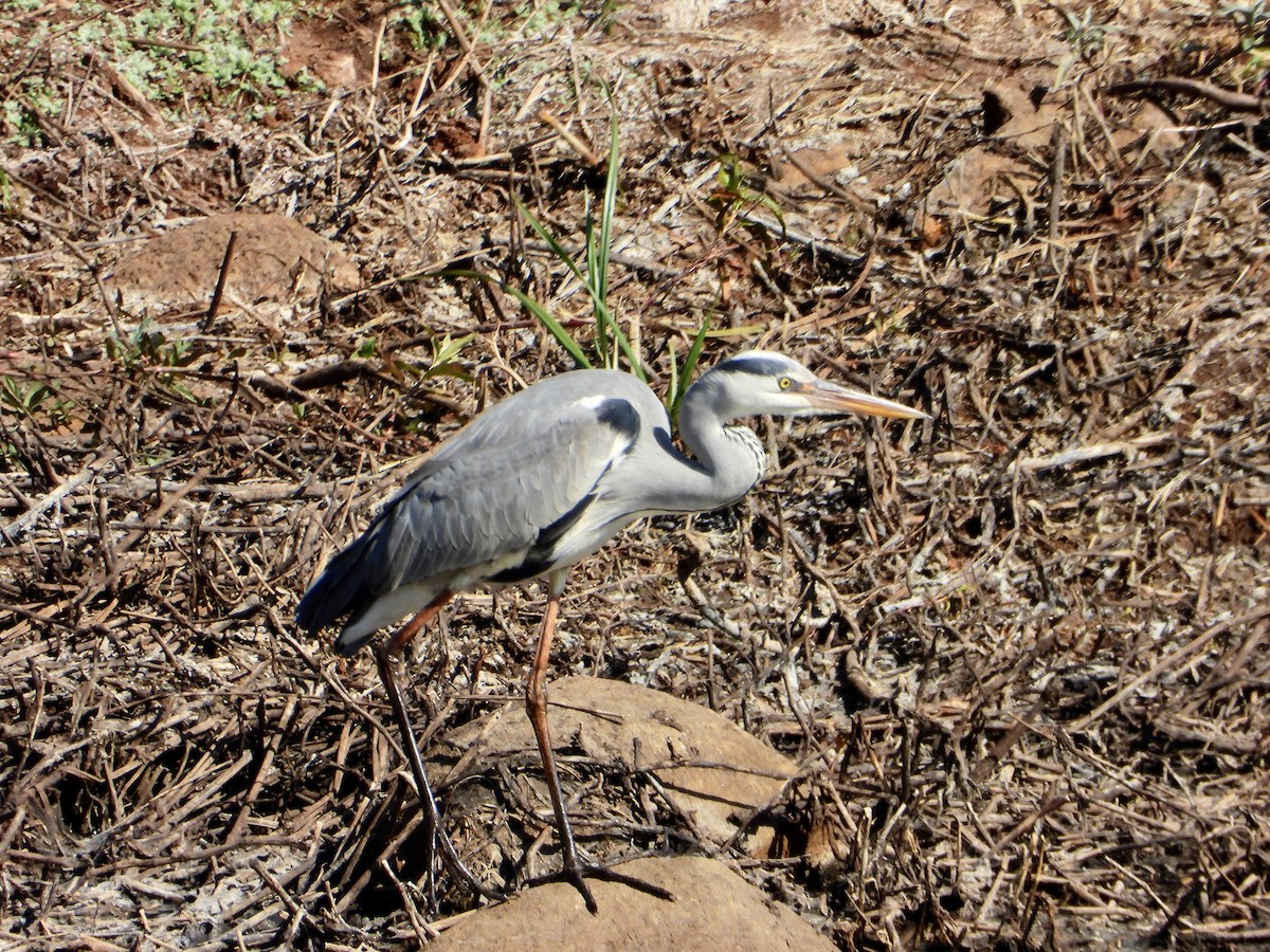 Gray Heron - ML590258781