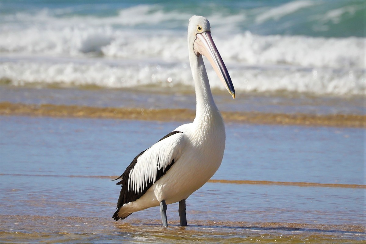 Australian Pelican - ML590258821