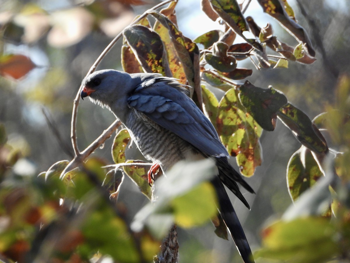 Gabar Goshawk - ML590258841