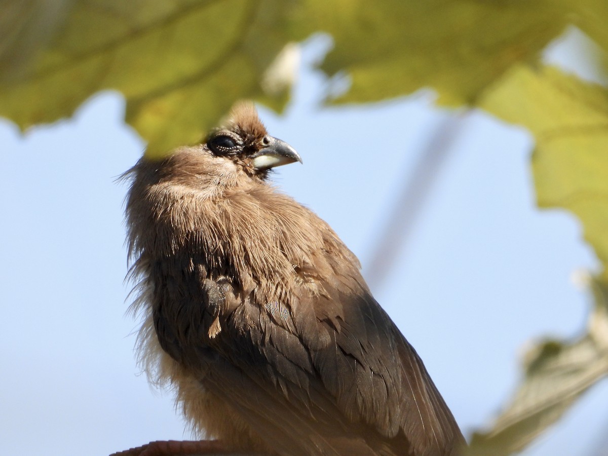 Braunflügel-Mausvogel - ML590258861