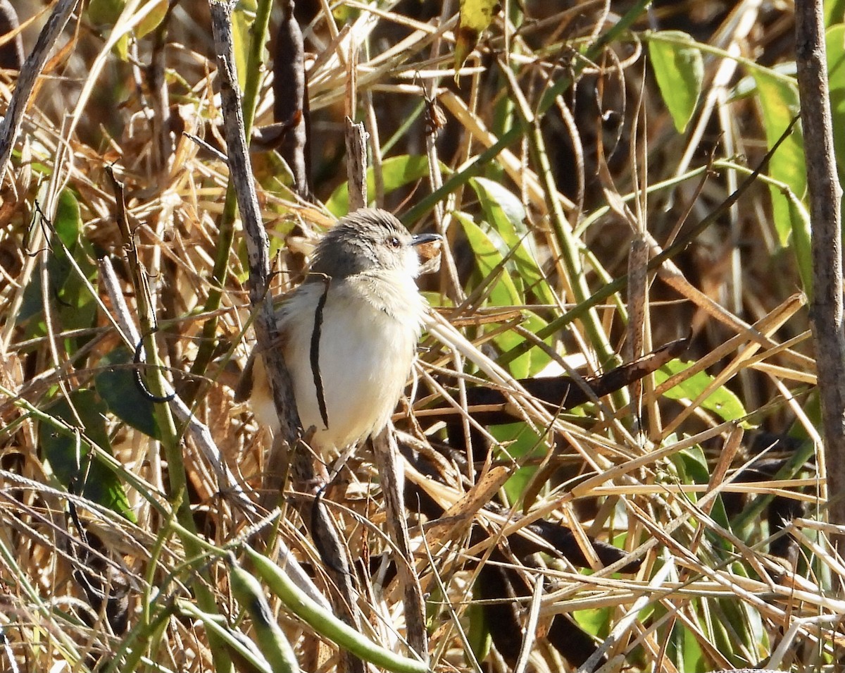 Tawny-flanked Prinia - ML590258931