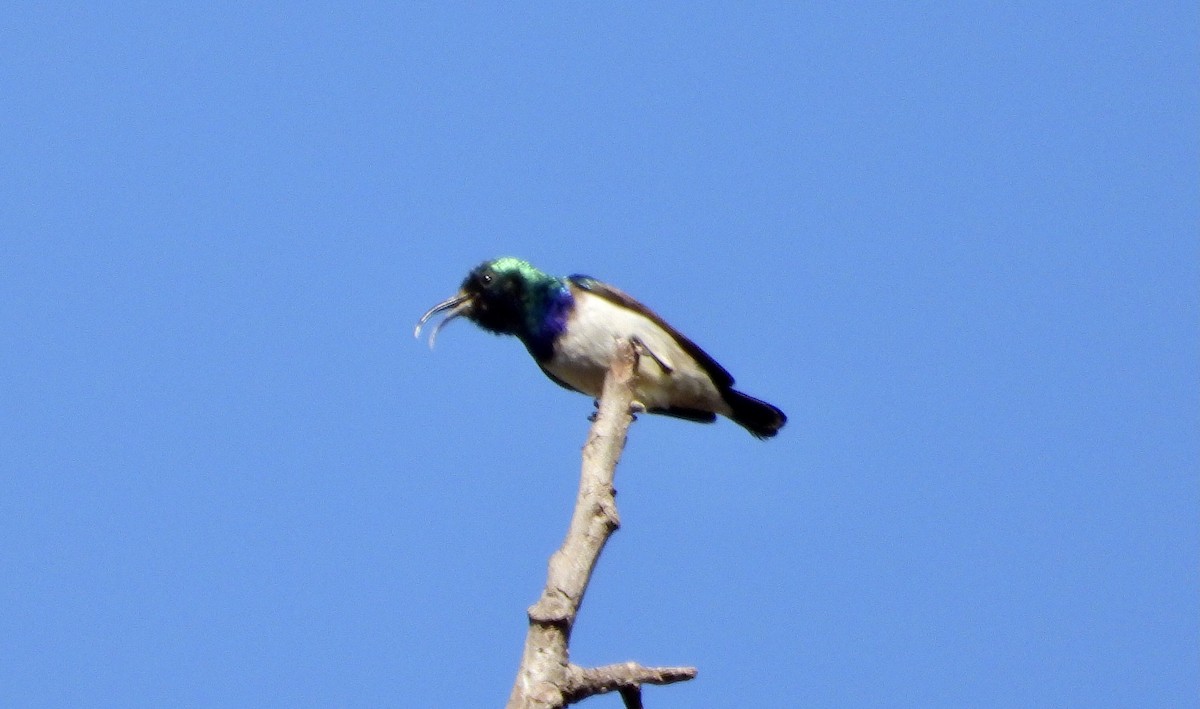 White-breasted Sunbird - ML590259041