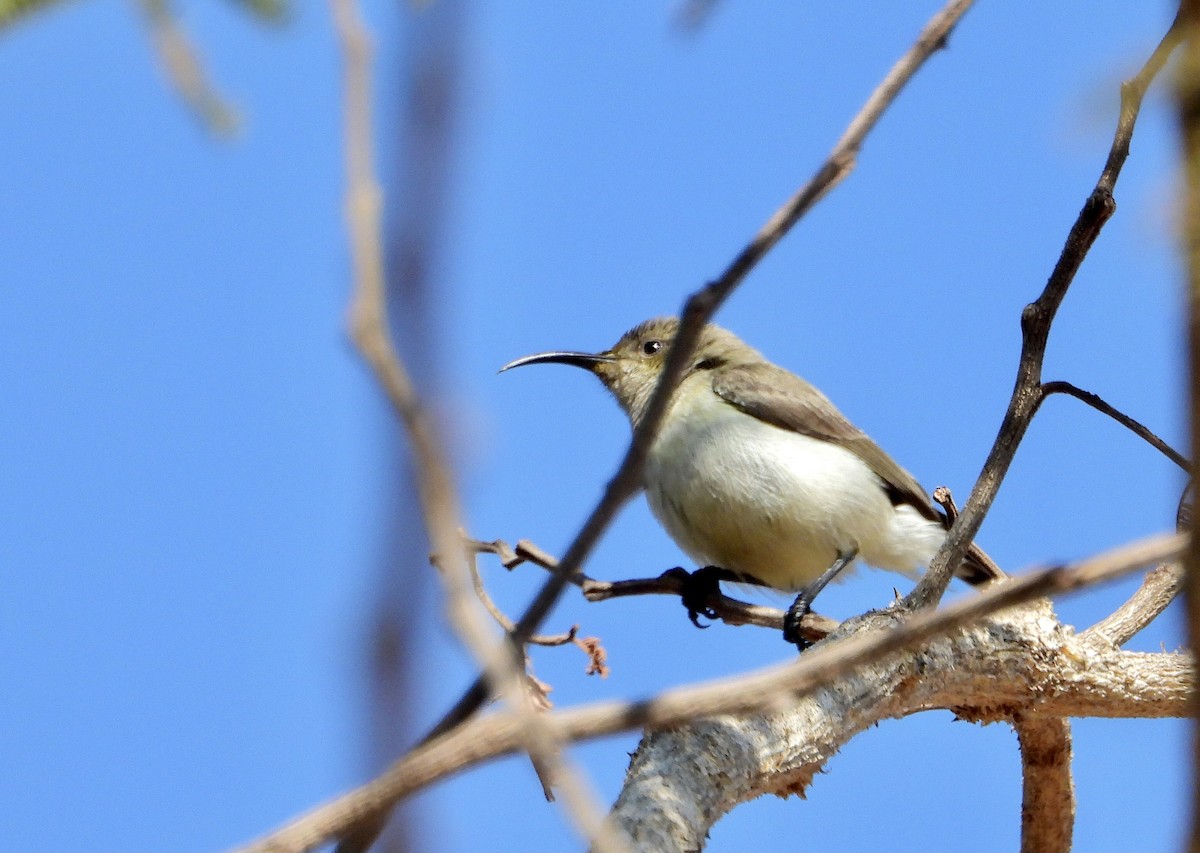 White-breasted Sunbird - ML590259051