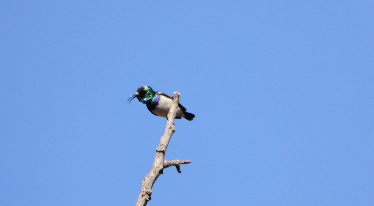 White-breasted Sunbird - ML590259061