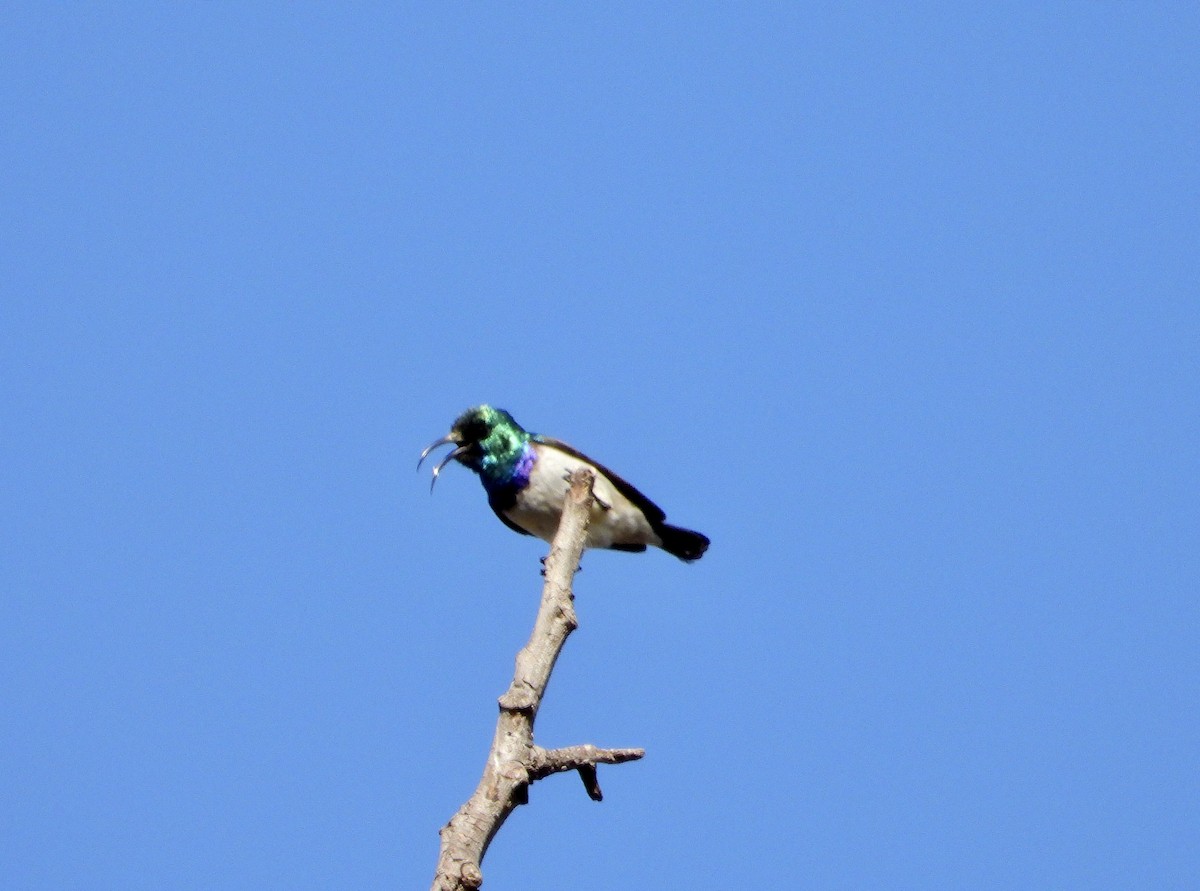 White-breasted Sunbird - ML590259071