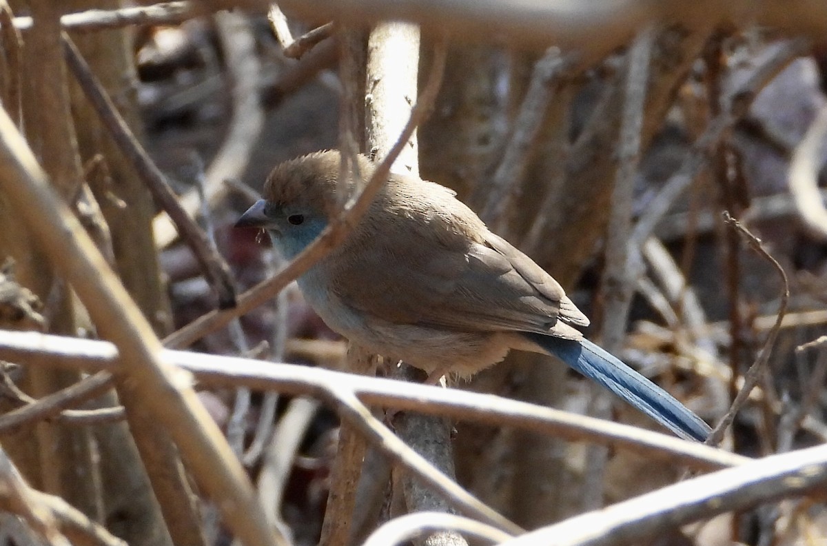 Southern Cordonbleu - ML590259101