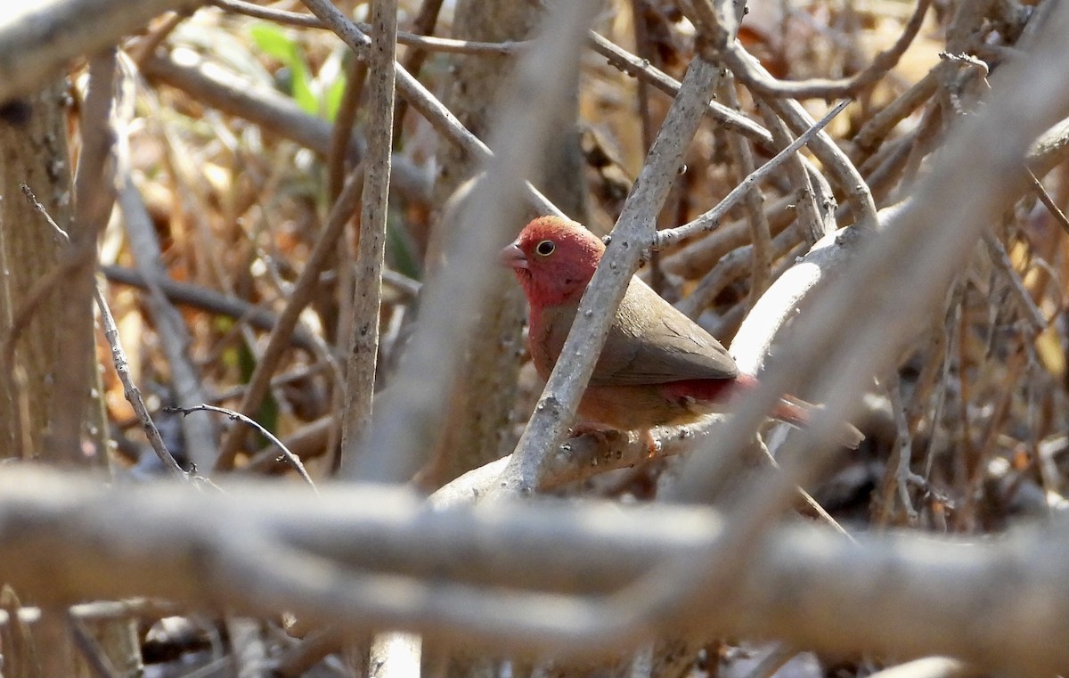 Red-billed Firefinch - Gary Brent