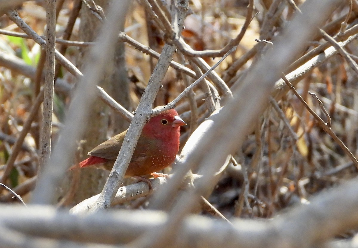 Red-billed Firefinch - ML590259221