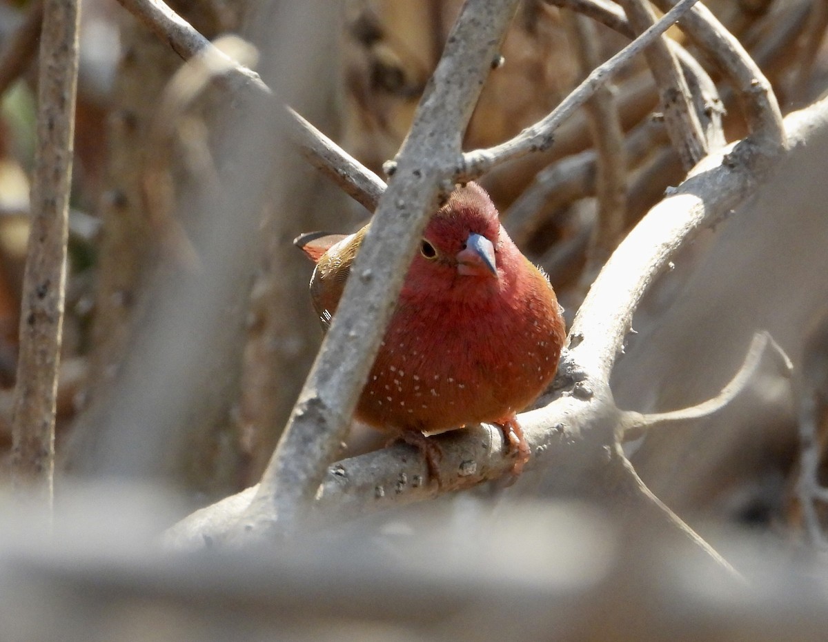 Red-billed Firefinch - ML590259241