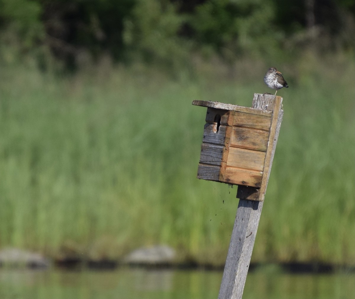 Spotted Sandpiper - ML590259831