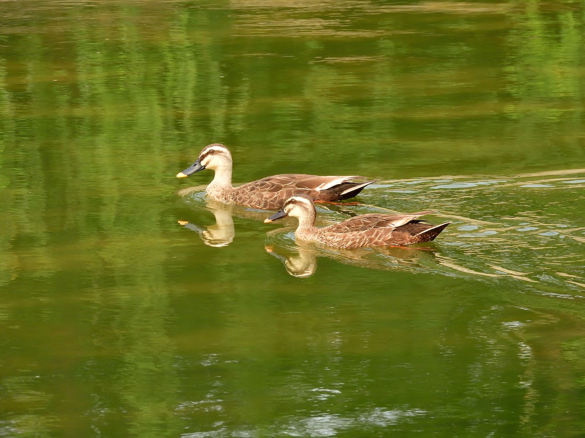 Eastern Spot-billed Duck - ML590260471