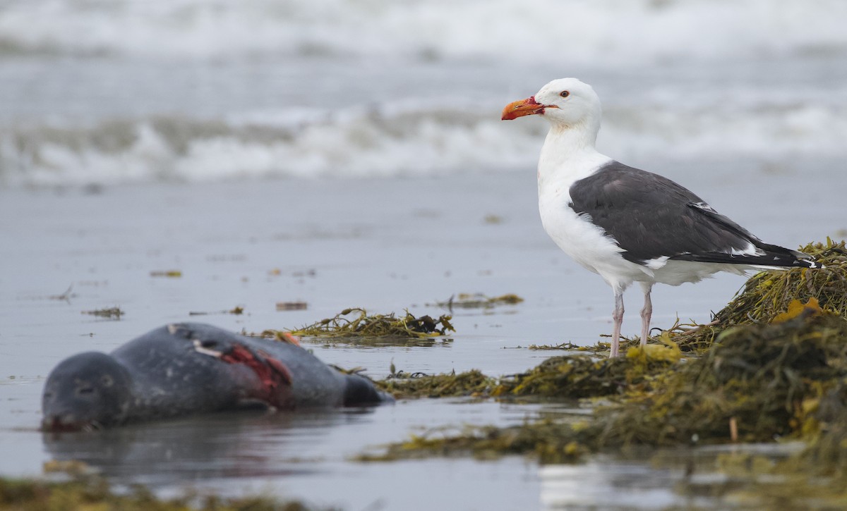 Great Black-backed Gull - ML590260591