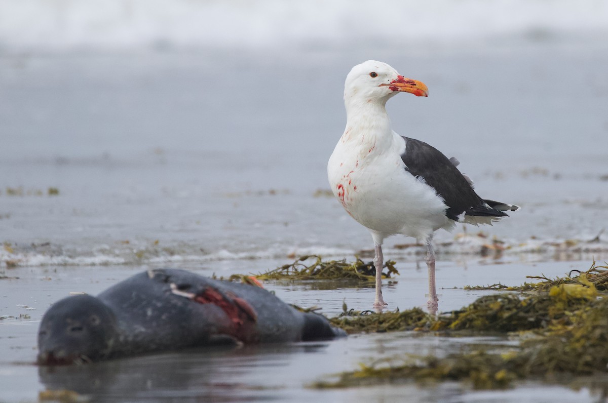 Great Black-backed Gull - ML590260611