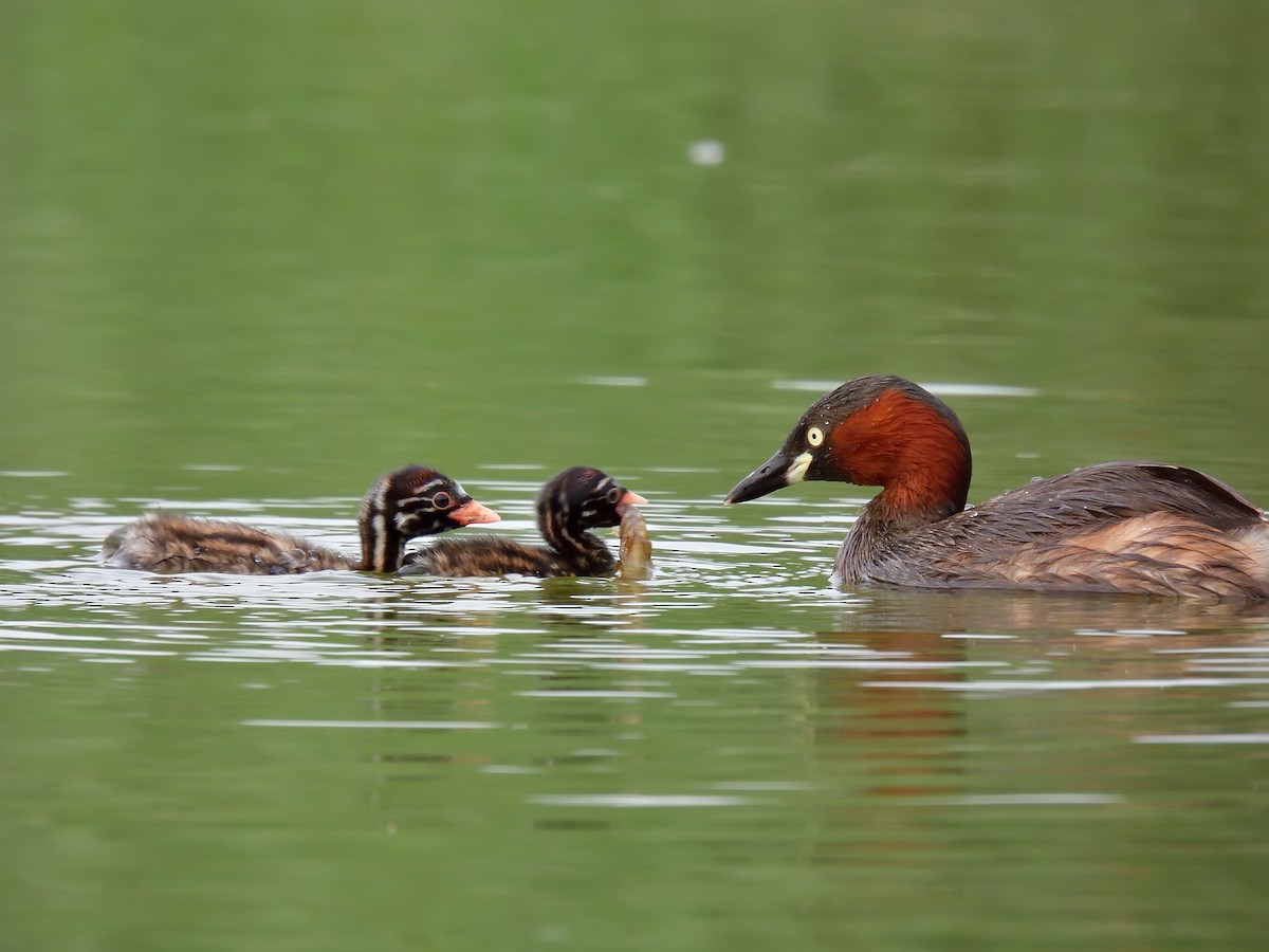 Little Grebe - Yawei Zhang