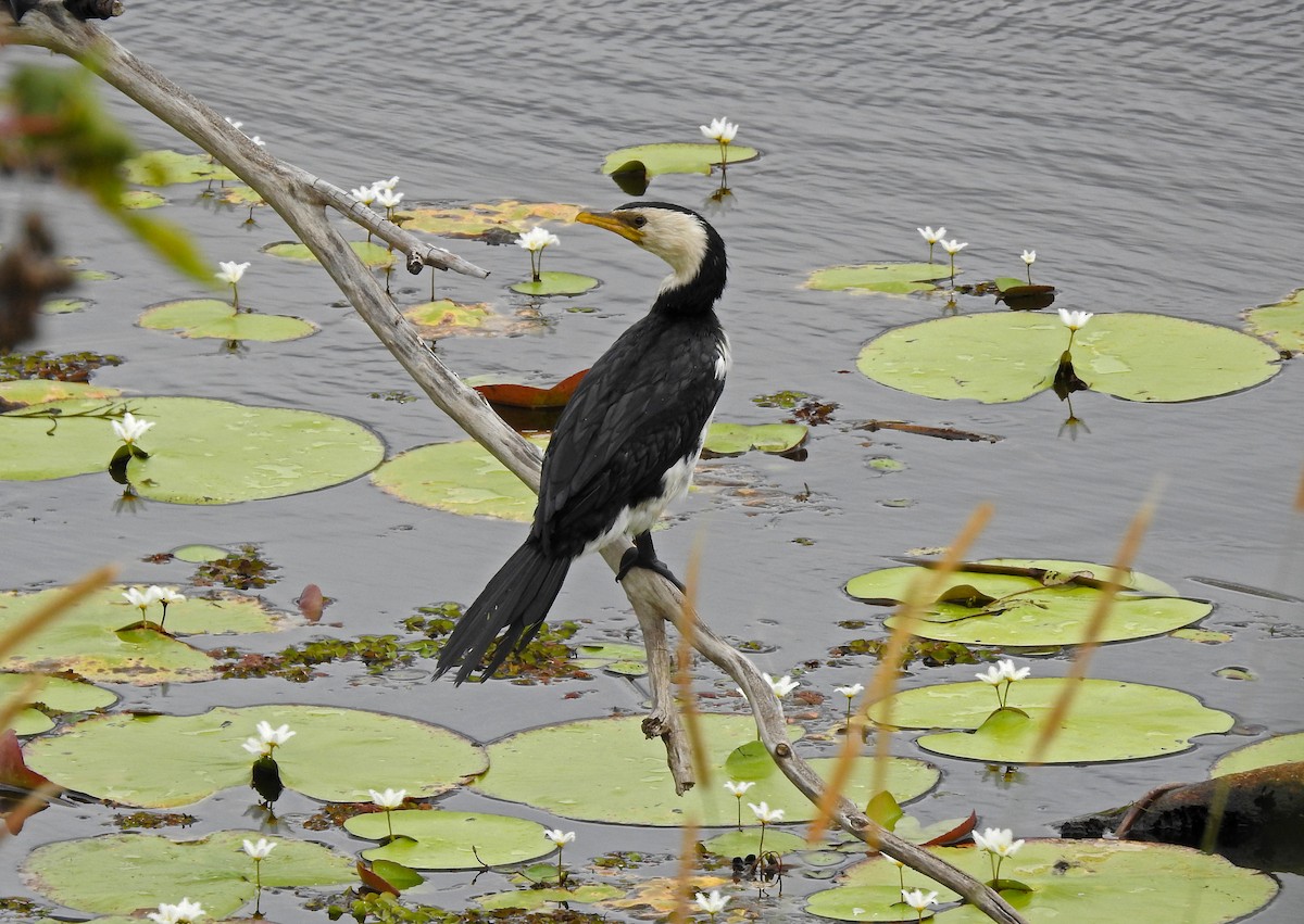 Little Pied Cormorant - Ludovico De Vega del Val