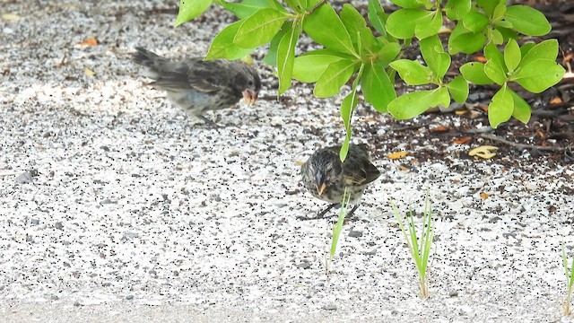 Large Ground-Finch - ML590264971