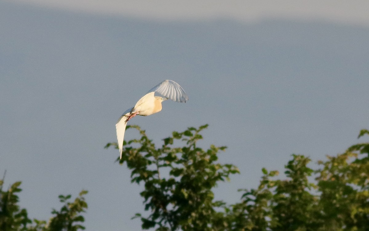 Squacco Heron - ML590265731