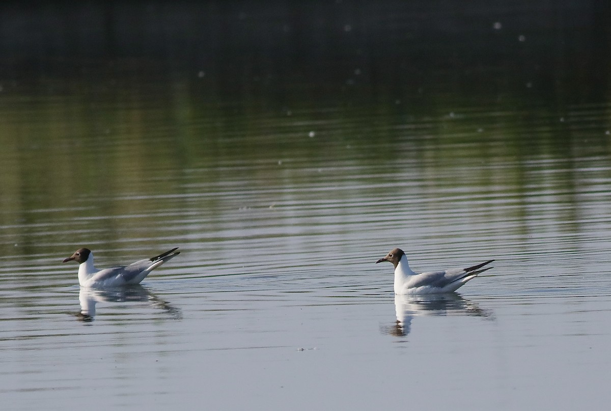 Black-headed Gull - ML590265891