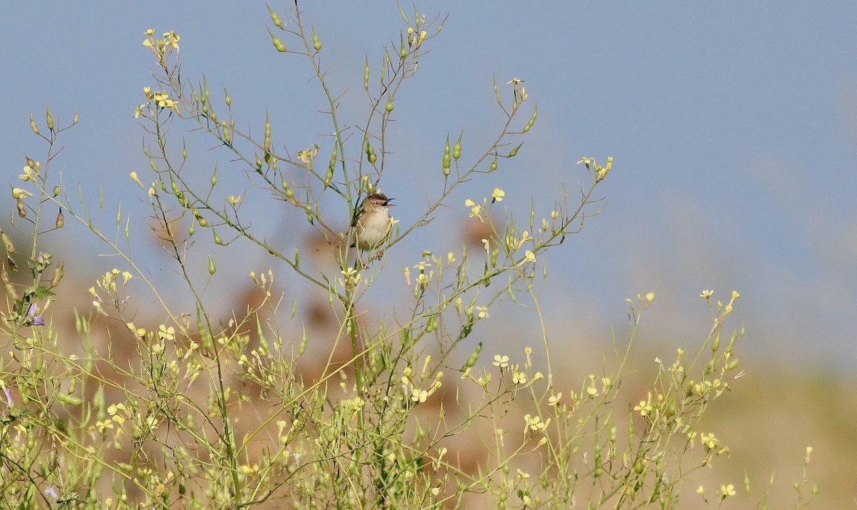 Zitting Cisticola - ML590265981