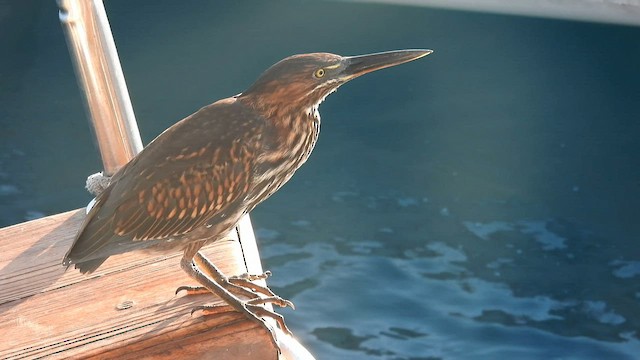 Striated Heron (Galapagos) - ML590266161