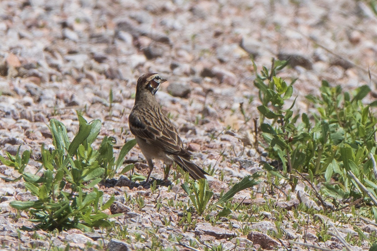 Lark Sparrow - ML590266531