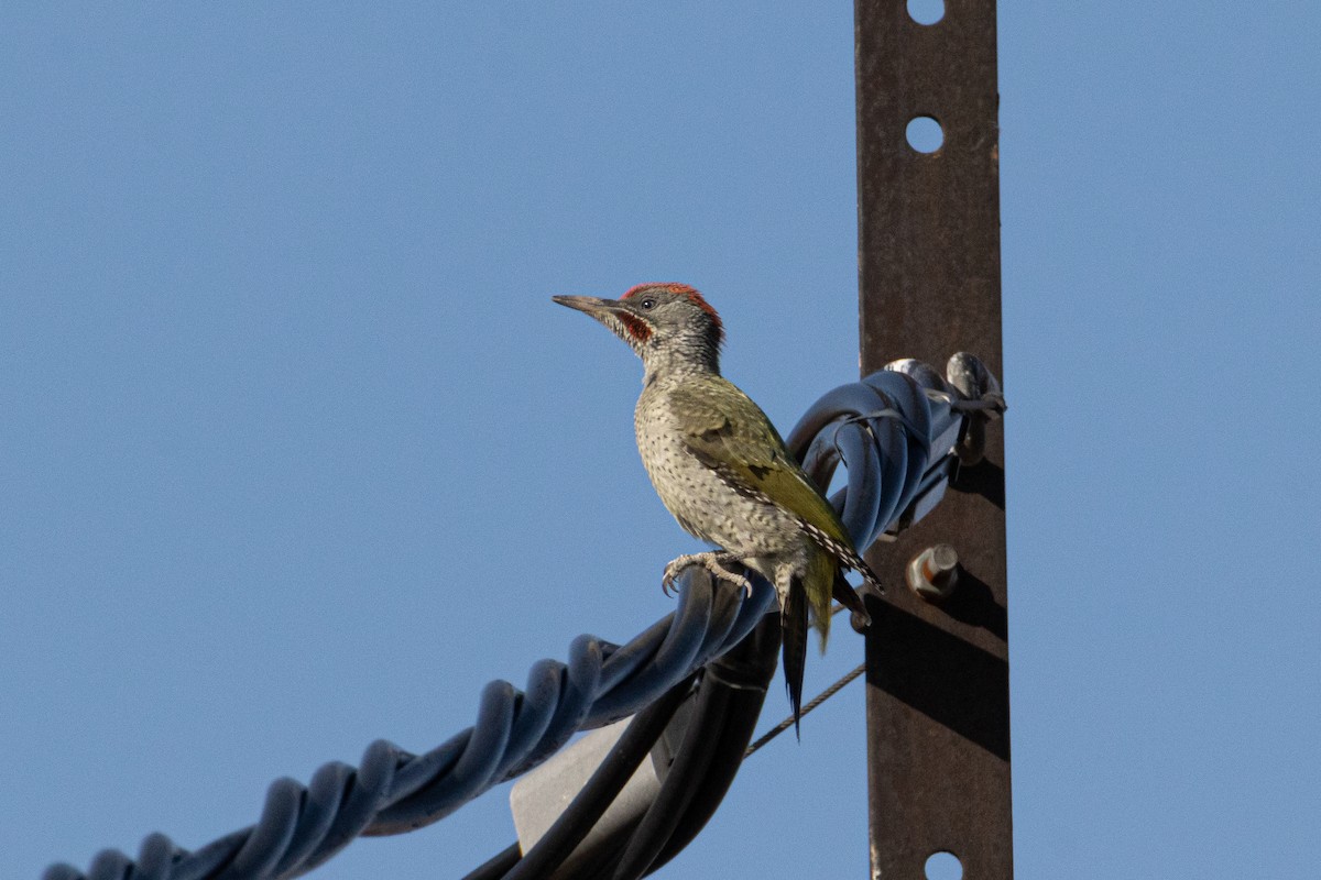 Iberian Green Woodpecker - ML590266581