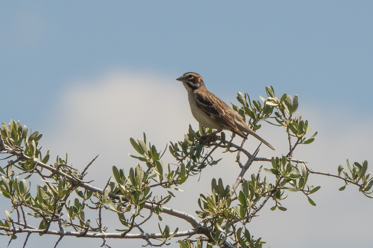 Lark Sparrow - ML590266651