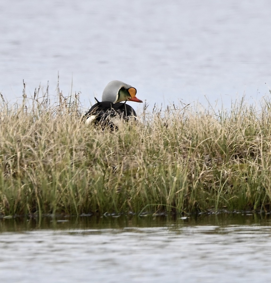 King Eider - ML590266671