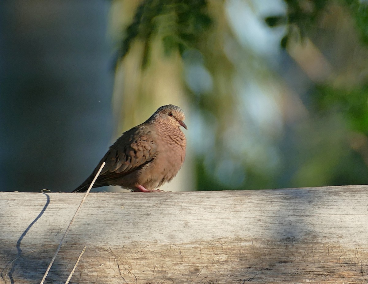 Common Ground Dove - ML590266811