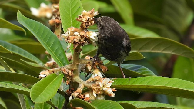 Medium Ground-Finch - ML590267121