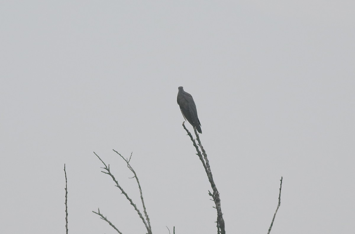 Common Cuckoo - ML590267351