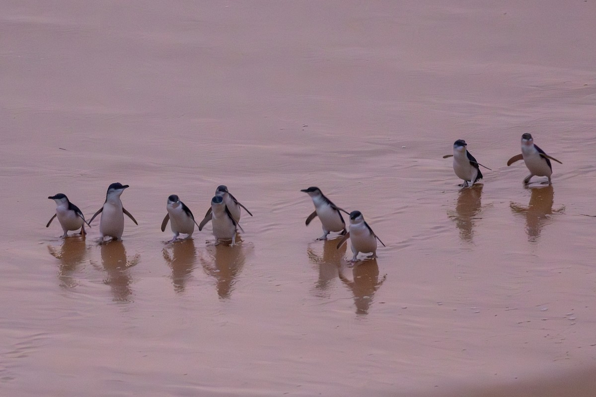 コビトペンギン - ML590267431