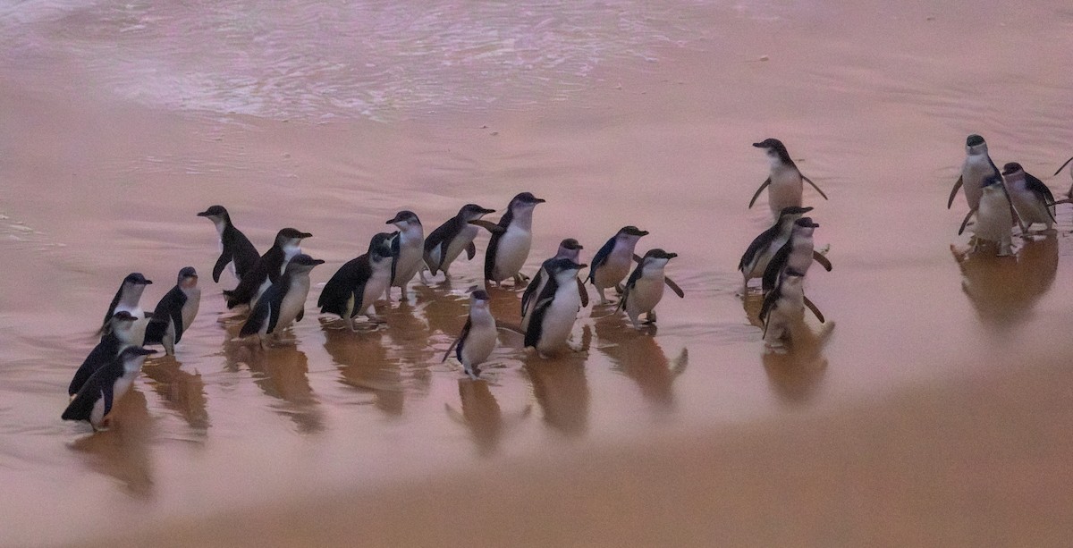 コビトペンギン - ML590267561