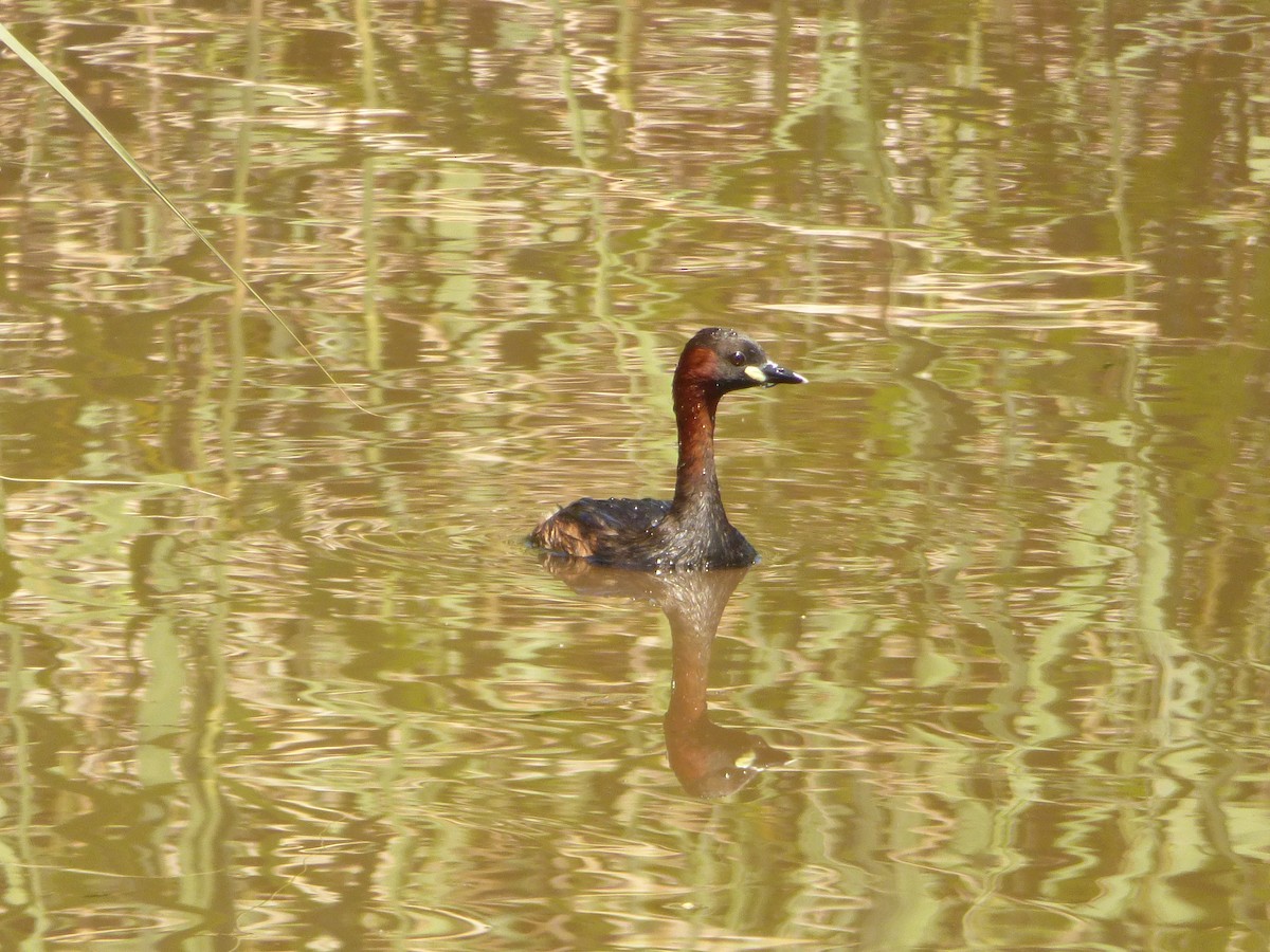 Little Grebe - ML590267971