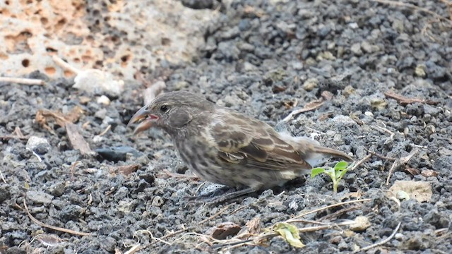 Common Cactus-Finch - ML590268421