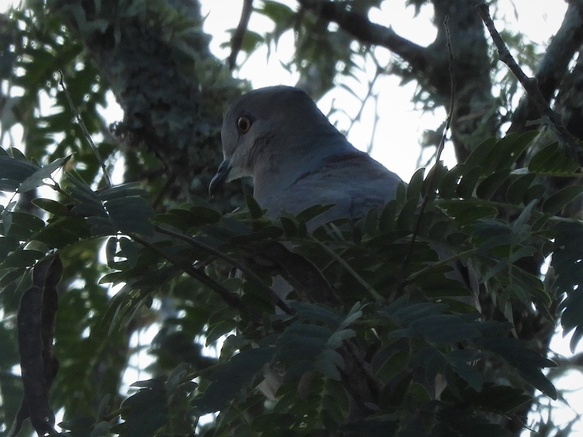 White-tipped Dove - ML590268691