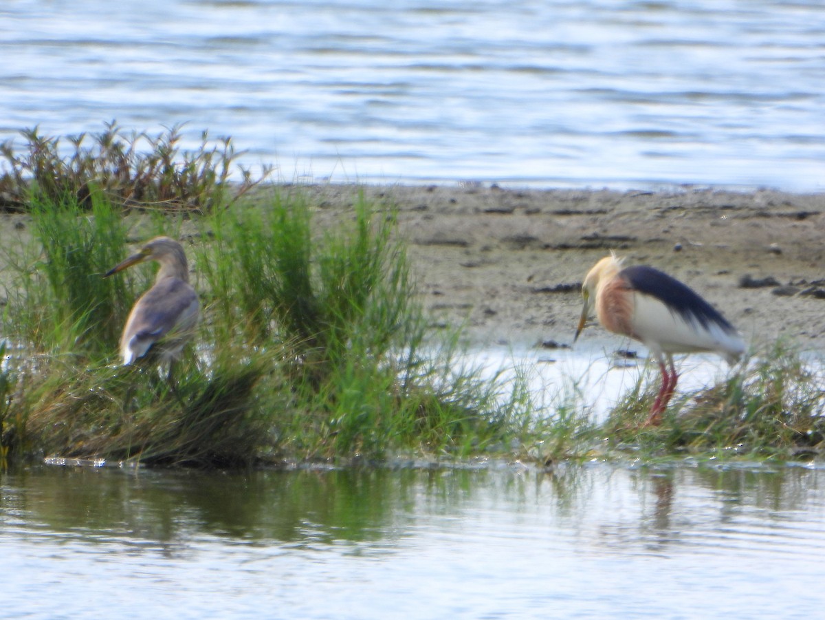 Javan Pond-Heron - bob butler